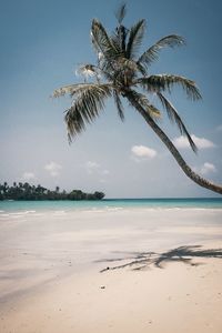 Palm tree on beach against sky