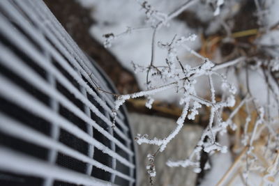 Close-up of frozen plant