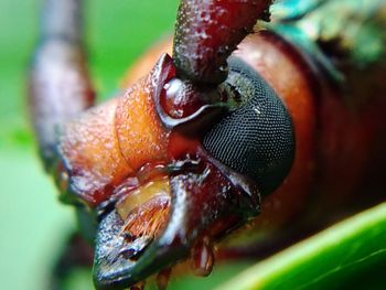 Close-up of insect on leaf