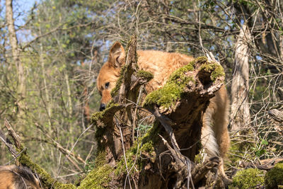 View of a squirrel on tree