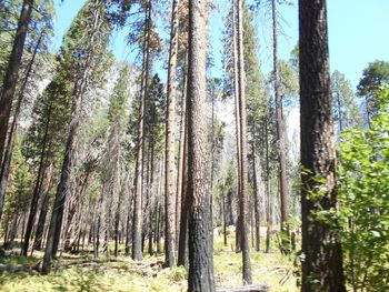 Panoramic view of trees in forest against sky