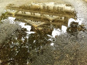 Reflection of trees in puddle