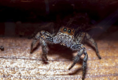 Close-up of spider