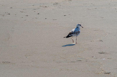 High angle view of seagull perching on sand