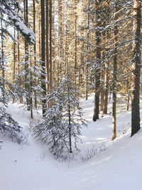 Snow covered land and trees in forest