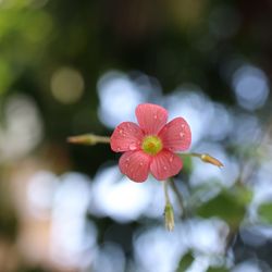 Close-up of red flowering plant