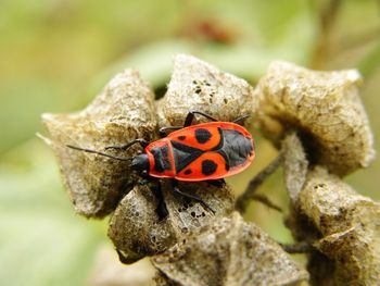 Close-up of red bug on plant