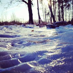 Close-up of trees on snow covered landscape