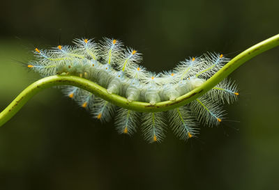 Close up fire caterpillar