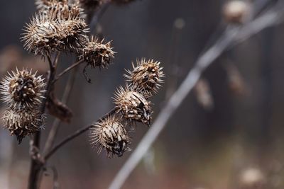 Close-up of wilted plant