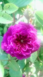 Close-up of pink rose blooming outdoors