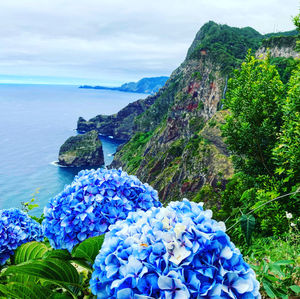 Purple flowering plants by sea against sky