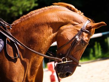 Close-up of horse