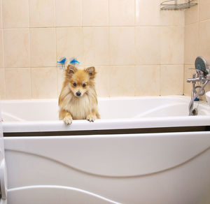 Portrait of dog sitting in bathroom