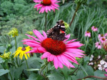Close-up of honey bee pollinating on purple coneflower