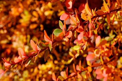 Close-up of plants during autumn