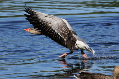 Side view of a bird flying over lake