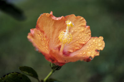 Close-up of wet flower blooming outdoors