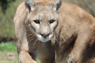 Close-up portrait of a cat