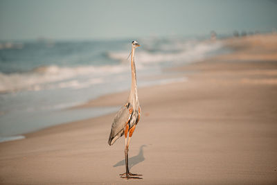 Crane on beach against sky