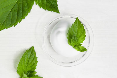 High angle view of leaves on white background