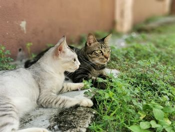 Cat sitting outdoors