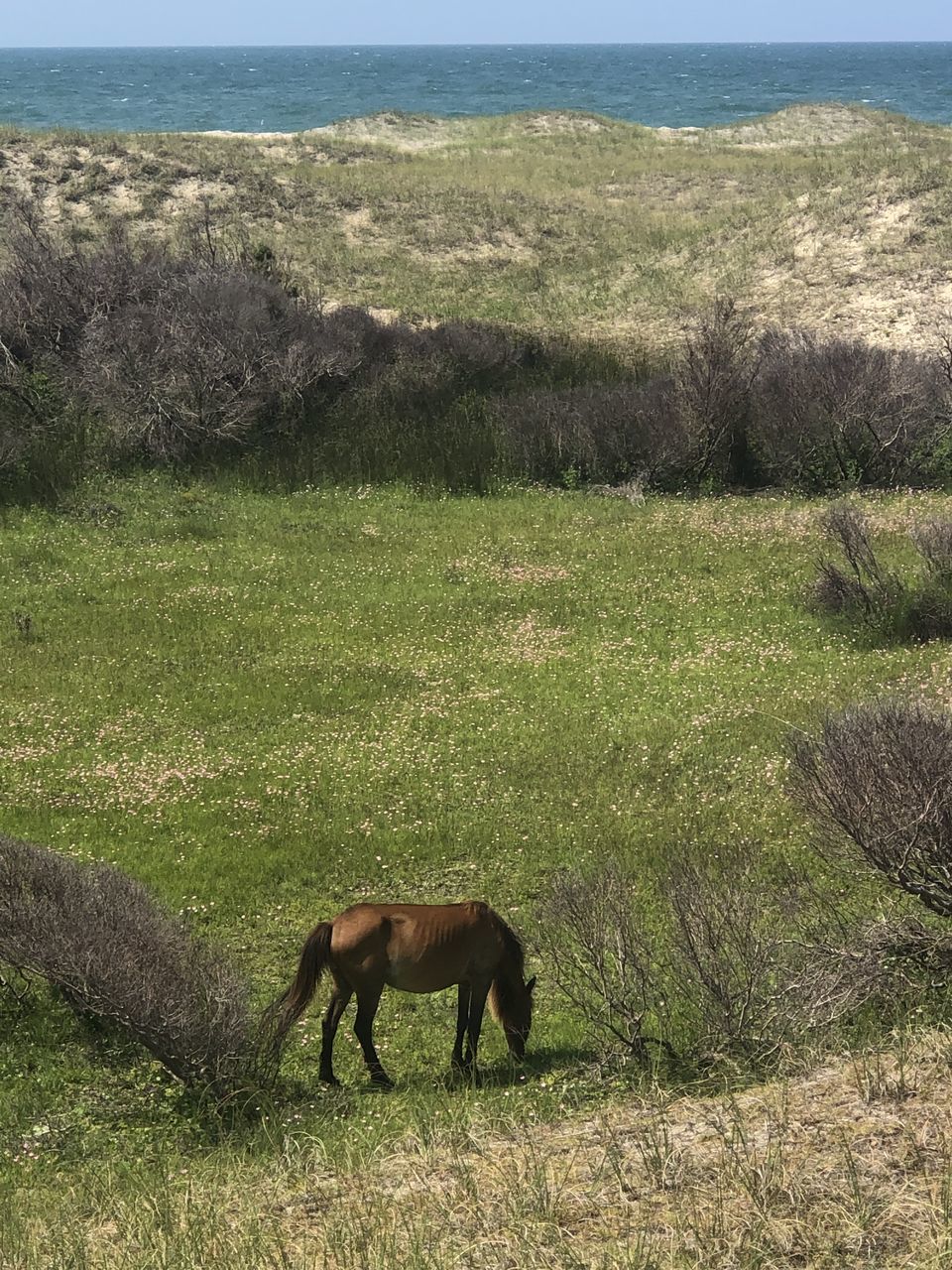 HORSE GRAZING ON FIELD