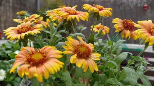 Gaillardia aristata