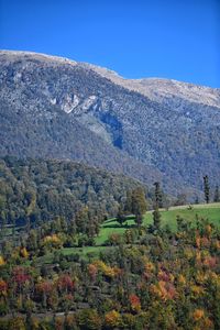 Scenic view of field against clear sky