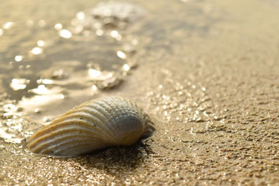 Close-up of seashell