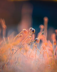 Gilded frost. autumn's captive bloom embraces the sunrise. northern europe during autumn.