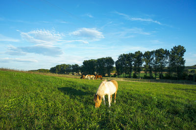 Horse grazing on field against sky