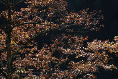 Firework display over trees
