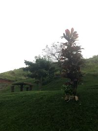 Scenic view of field against clear sky