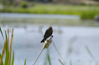 Close-up of bird perching on grass by lake