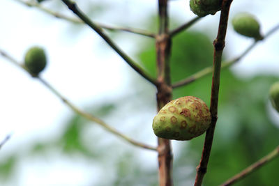 Close-up of fruit on tree