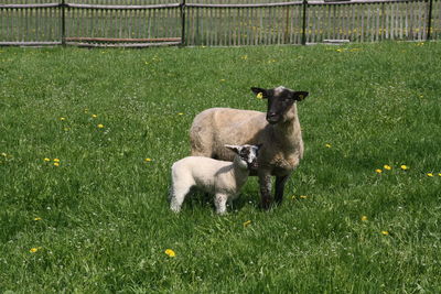 View of sheep on field