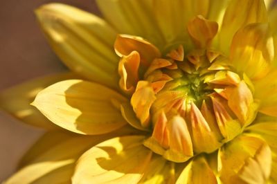 Close-up of yellow flower