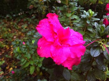 Close-up of pink flowers