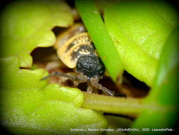 Close-up of insect on leaf