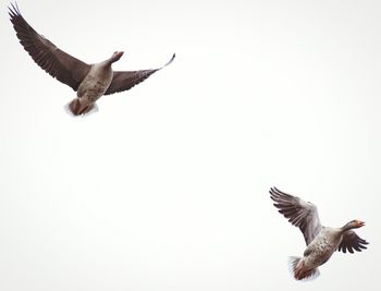 Low angle view of seagull flying against clear sky