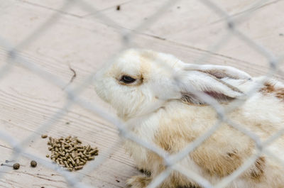 High angle view of rabbit seen through fence