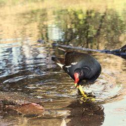 Bird drinking water