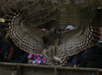 Close-up of owl in cage