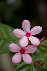 Close-up of frangipani blooming outdoors