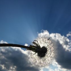 Close-up of fresh flower against sky