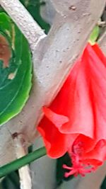 Close-up of flower against blurred background