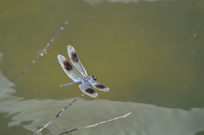 Close-up of insect on water