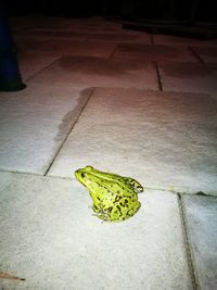 High angle view of insect on footpath