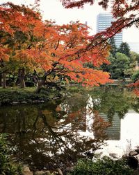 Trees by lake during autumn